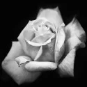 Cuadro decorativo Rosa Blanco y negro